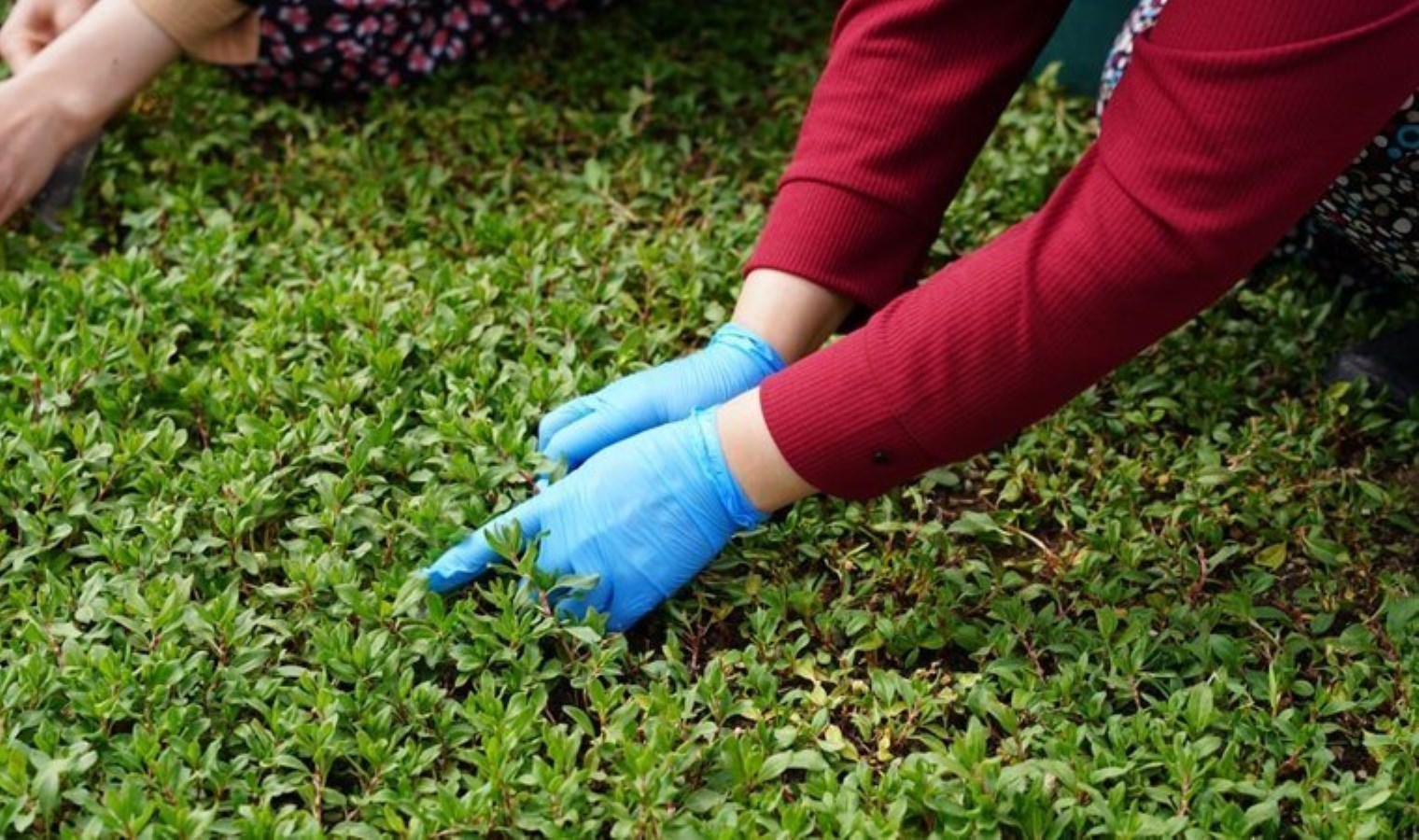 Konutun gereksinimi için ekmişlerdi, artık siparişlere yetişemiyorlar! 70 dönüm toprakta üretim yapıyorlar…