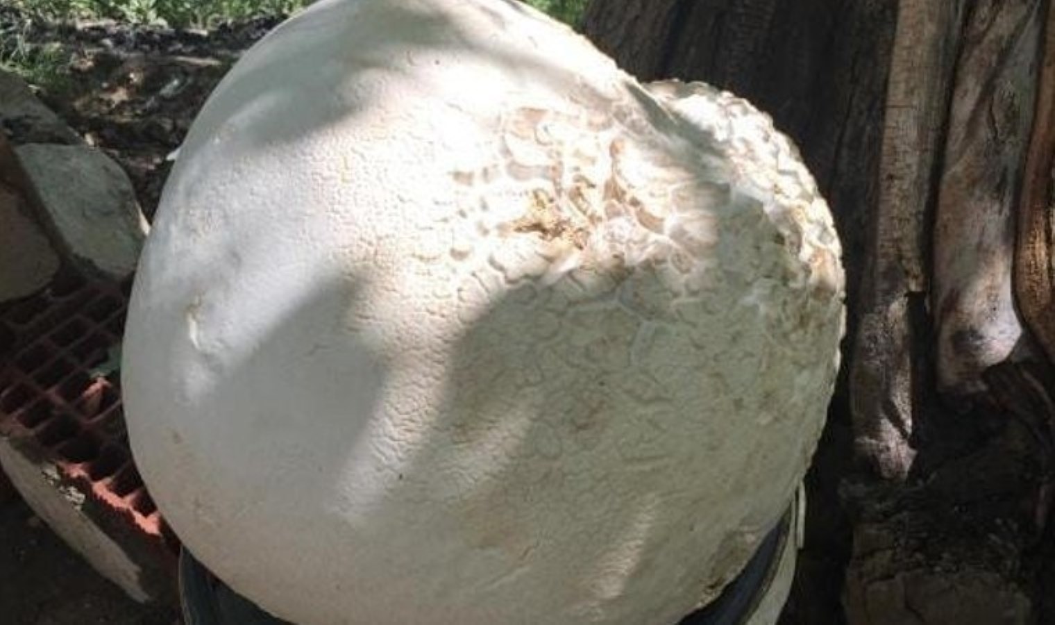 Köylüler kaya zannetti! Elazığ’da bulundu, 13 kilogram yükünde…