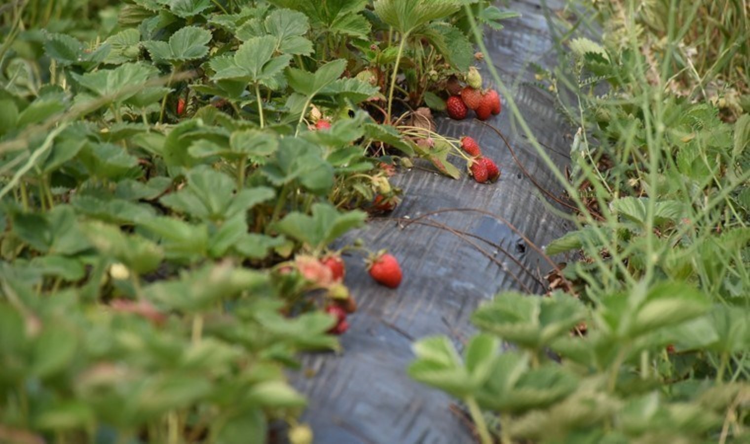 Malatya’da kentin birinci hasadı yapıldı: 80 dekarlık alanda üretiliyor…