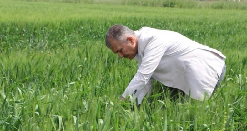 Mardin Ovası’nda hasat için geri sayım başladı: Çiftçi yüksek randıman bekliyor