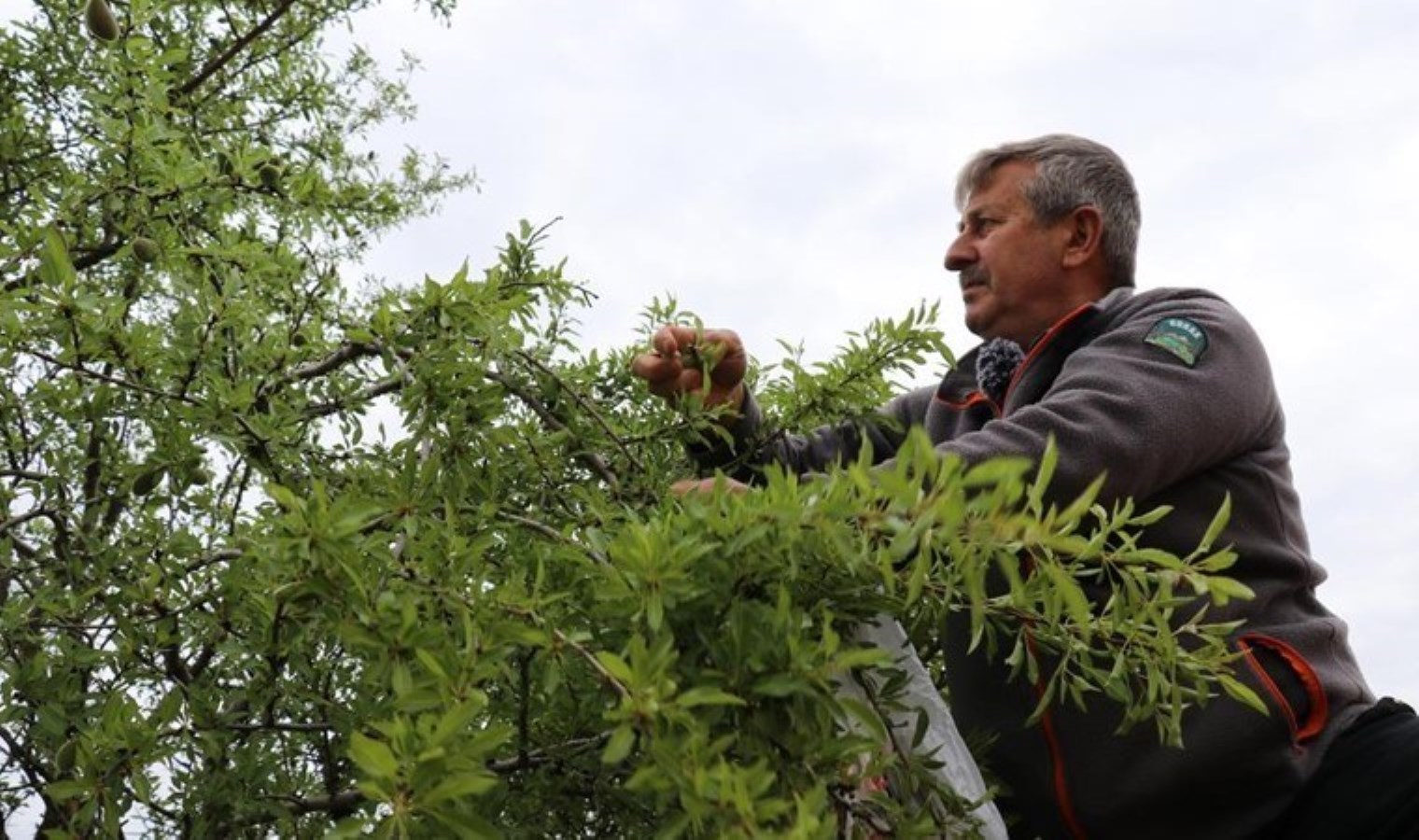 Mardin’de hasat başladı: Birinci eser 10 bin liraya satıldı