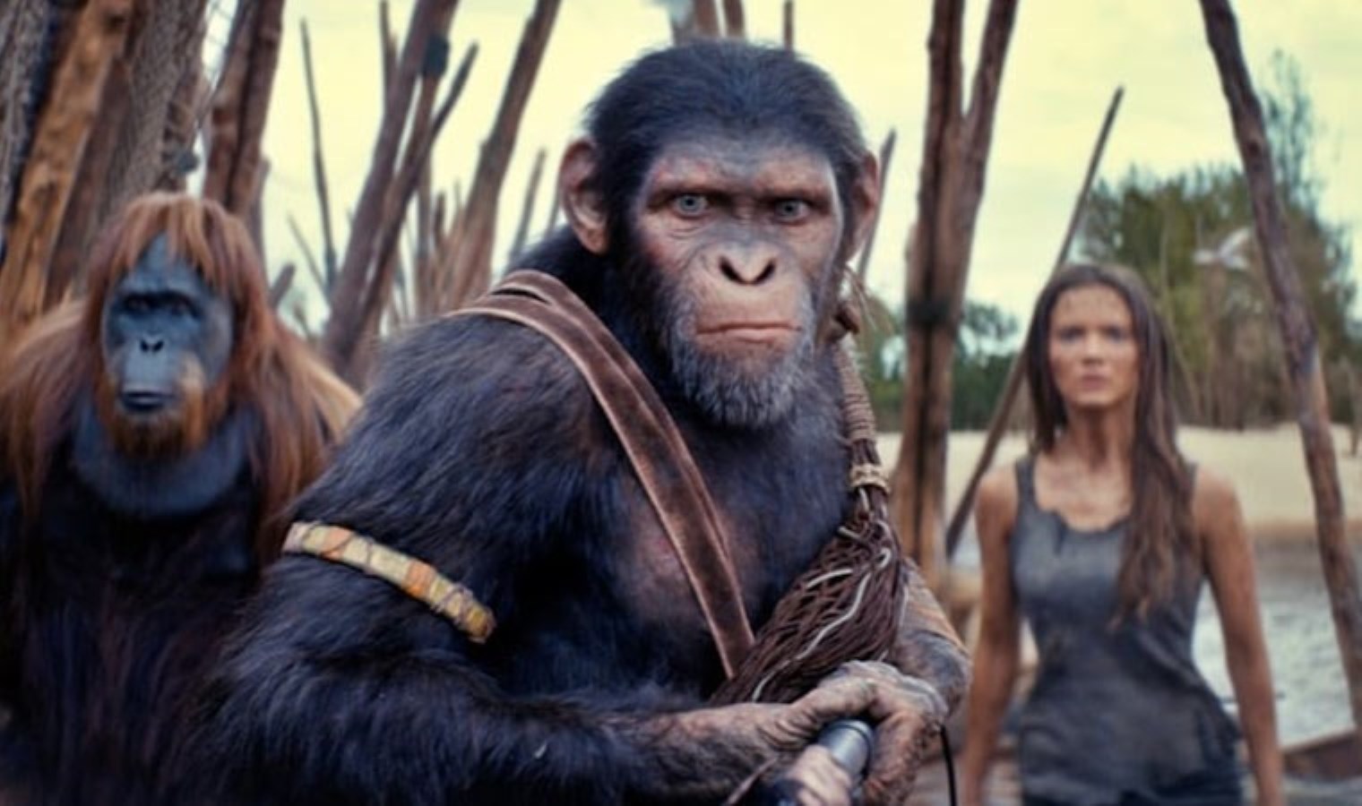 ‘Maymunlar birlikte güçlü’