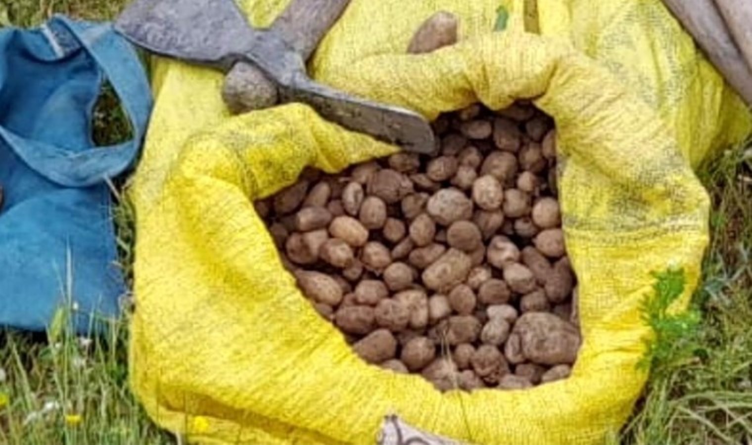 Salep yumrusu toplayanlara 2 milyonluk ceza!