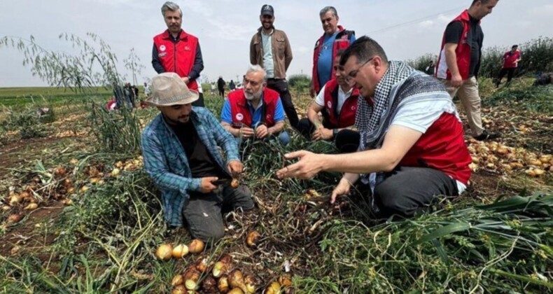 Şanlıurfa’da hasat başladı: Dekarda 6 ton eser alınıyor