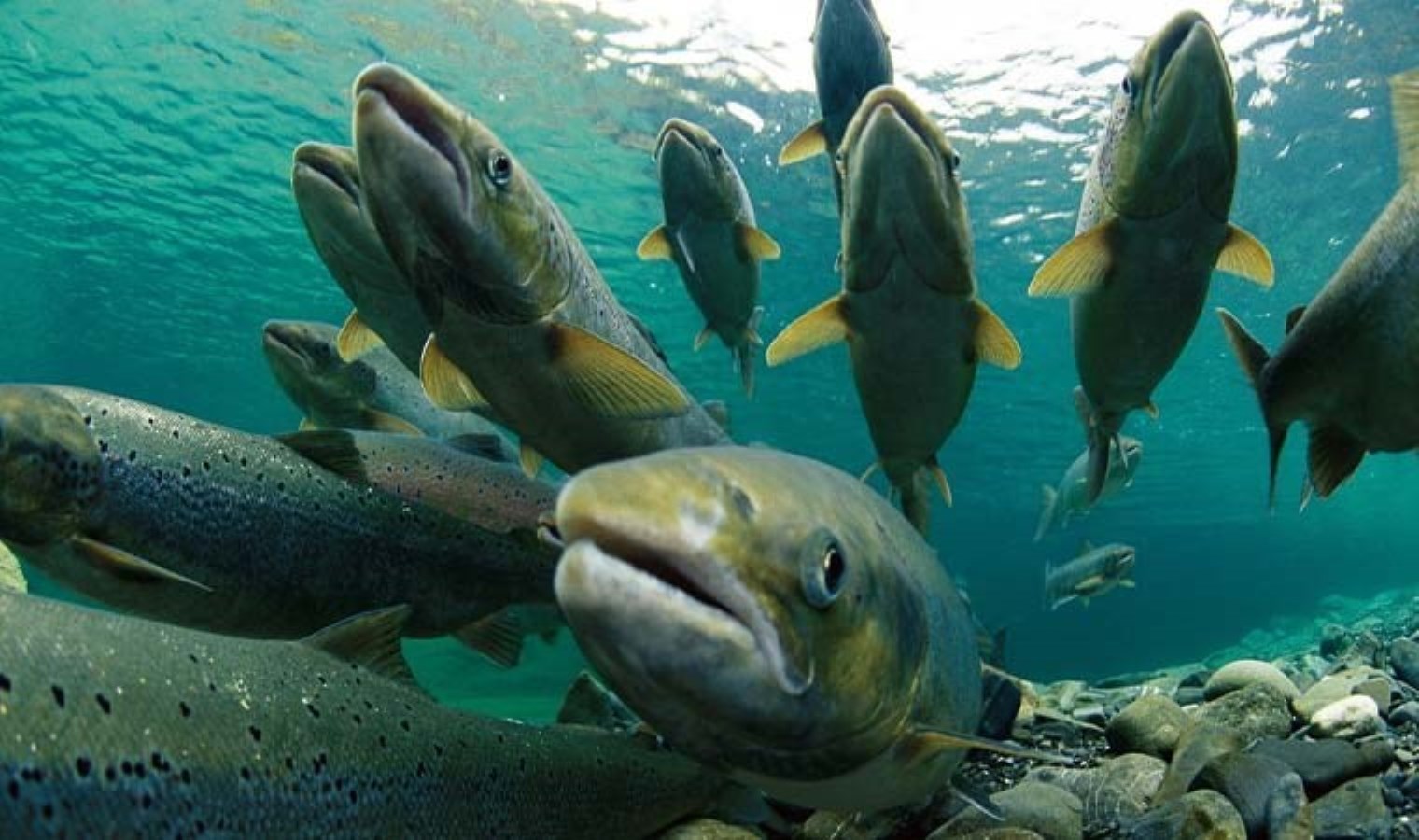 Seks hayatını renklendirmenin yeni yolu: Somon balığı usulü