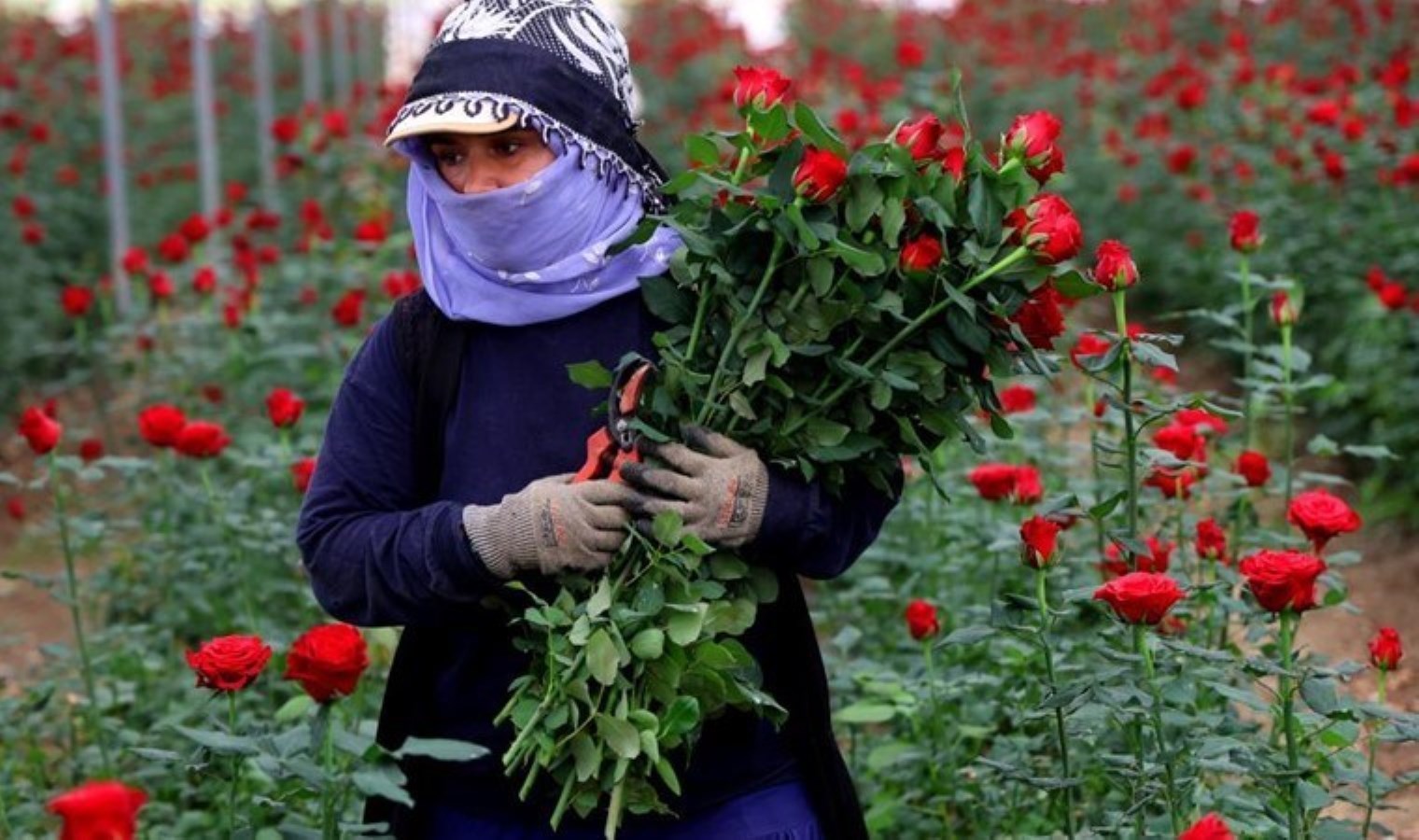 Seralarda fiyatlar tabanı gördü: Kısmında 3 lira, internette 40 lira