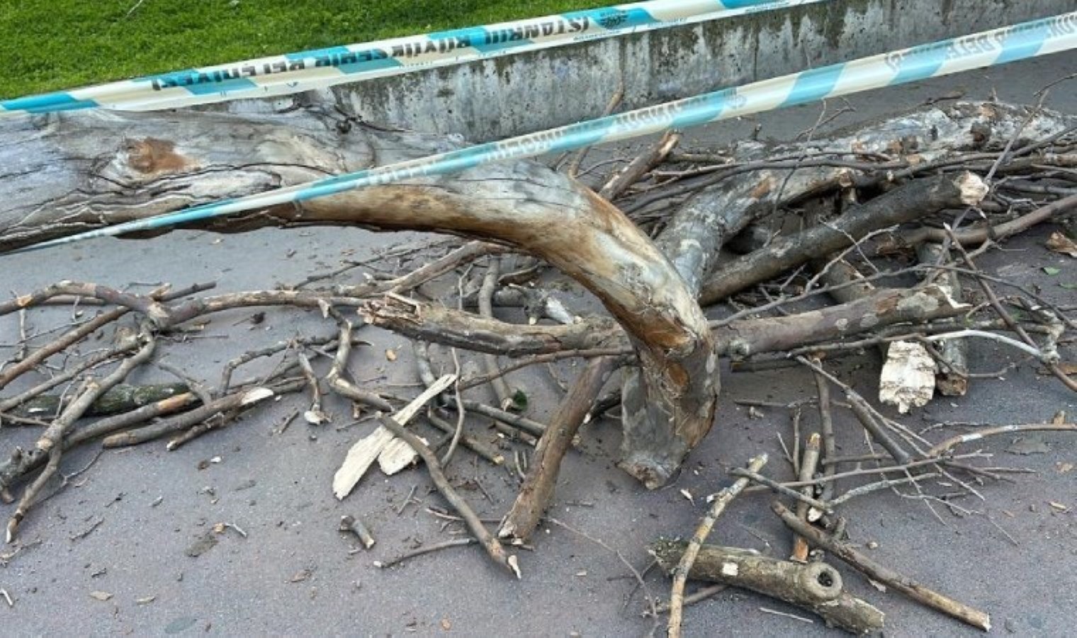 Seyahat Parkı’nda akılalmaz olay: Başına ağaç kısmı düşen bayan yaralandı