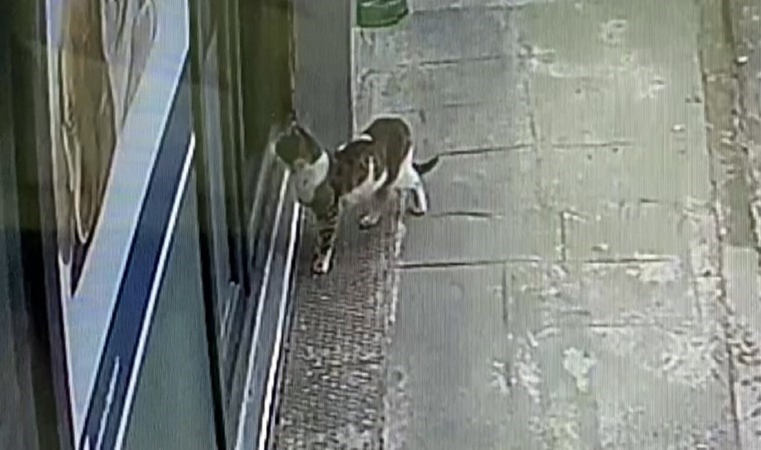 Sokak kedisi, kulağındaki tümörle veteriner tabibin ayağına gitti