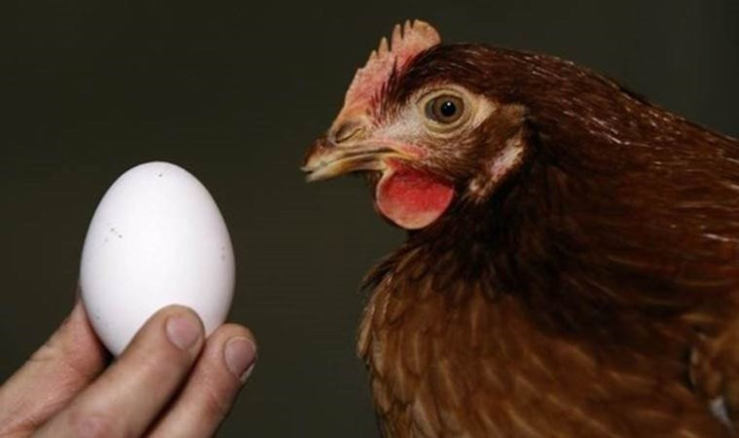 Tavuk eti ve yumurta üretimi arttı