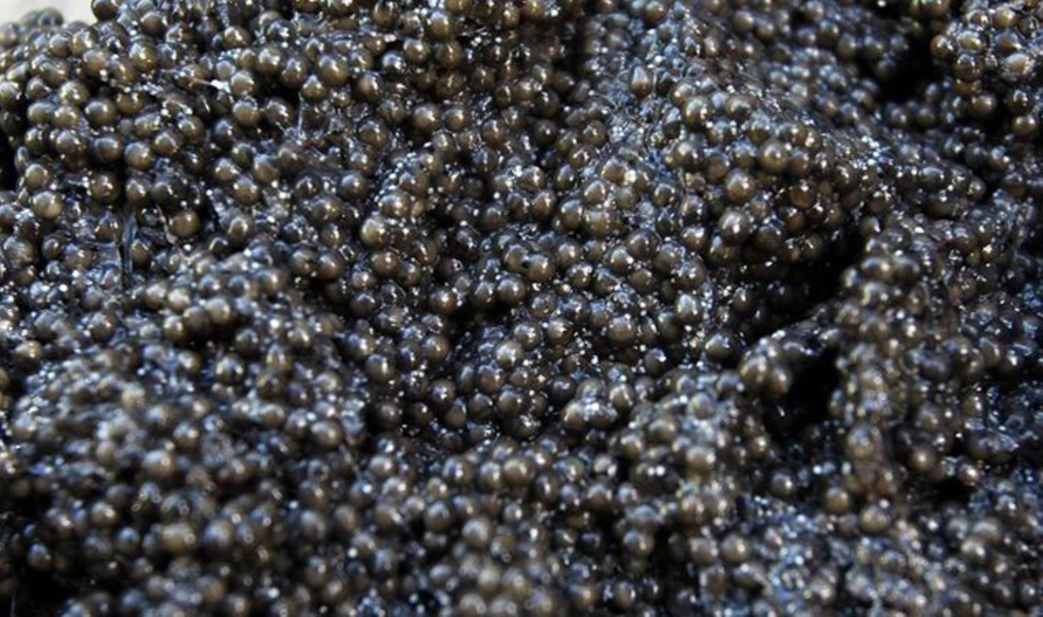 Türkiye’ye kaçak yollarla havyar getiren sanığa 5 yıla kadar mahpusu istemi