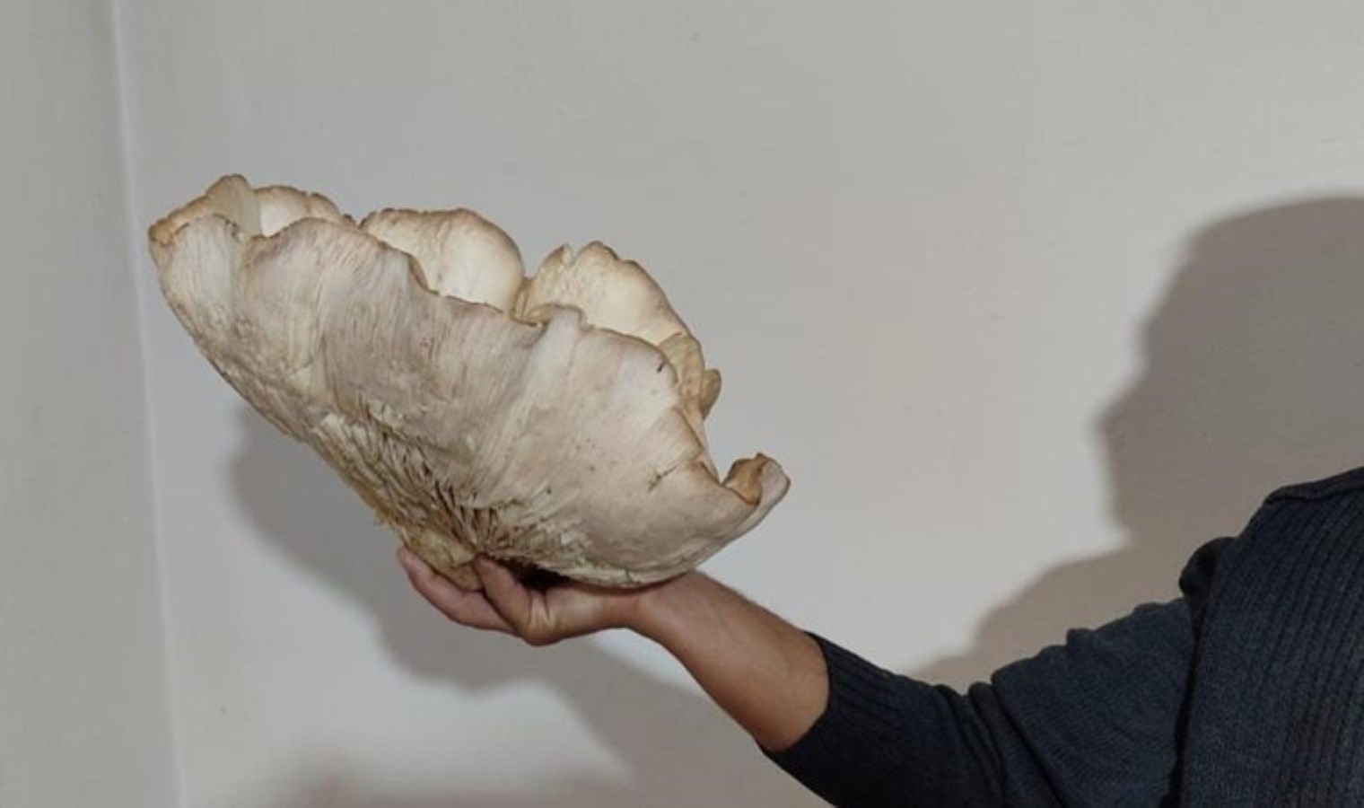 Yalnızca 45 gün toplanabiliyor: 3 kilo 120 gram tartısında… Kilosu 700 liradan satılıyor