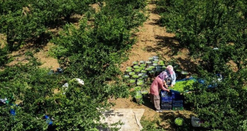 Yalnızca Turgutlu’da yetişiyor! 10 bin dekar yerde yıllık ortalama 40 bin ton üretiliyor…