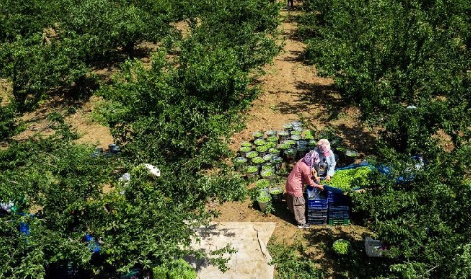 Yalnızca Turgutlu’da yetişiyor! 10 bin dekar yerde yıllık ortalama 40 bin ton üretiliyor…