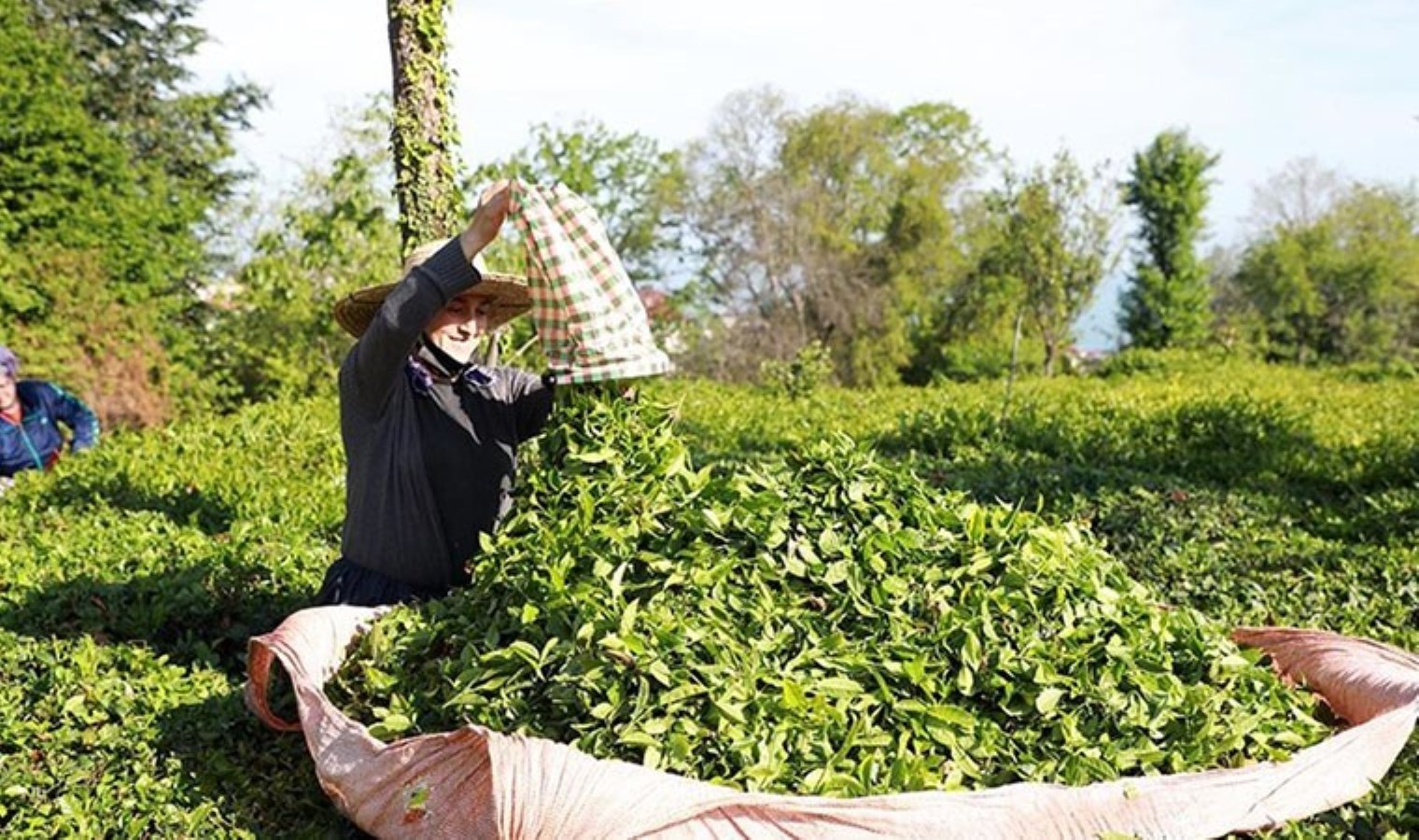 Yaş çay alım fiyatları muhakkak oldu