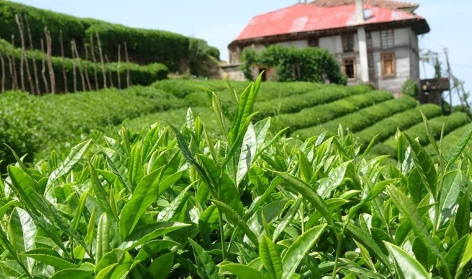 Yaş Çay taban fiyatı açıklandı mı? Yaş Çay taban fiyatı ne kadar?