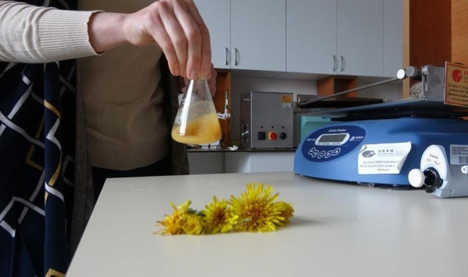 Yetişmediği yer yok! Yararı saymakla bitmiyor…