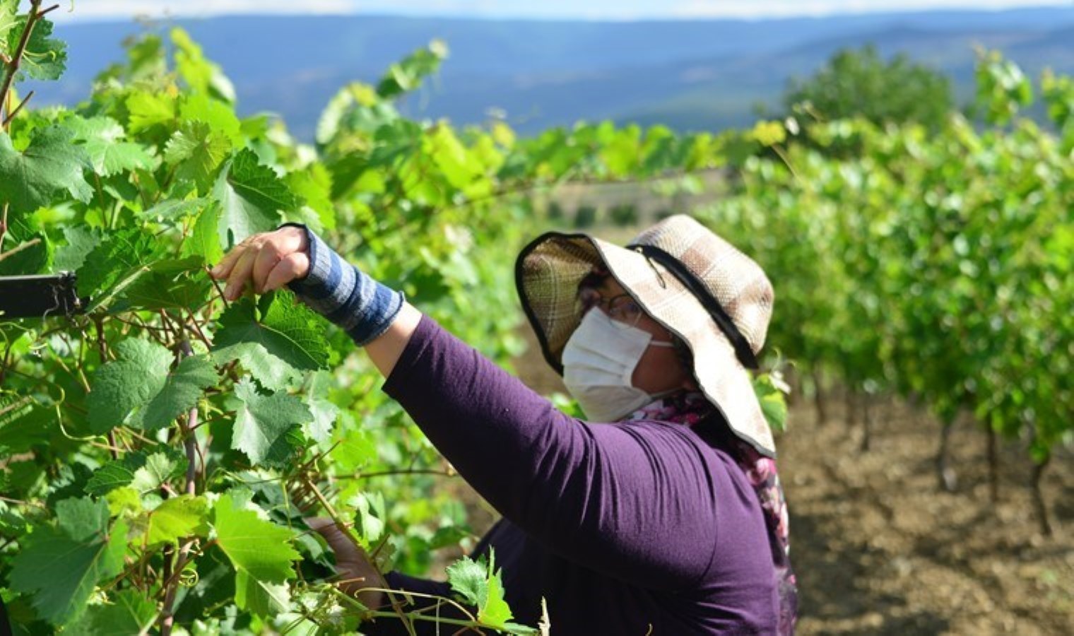 3 aylık hasat 2 milyar lira gelir sağlayacak: 21 bin dekar alanda üretiliyor…