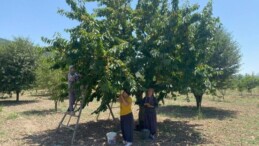 43 yıllık geçim kaynağı! 10 bin dönüm alanda bin 200 ton rekolte: Kalp şeklinde