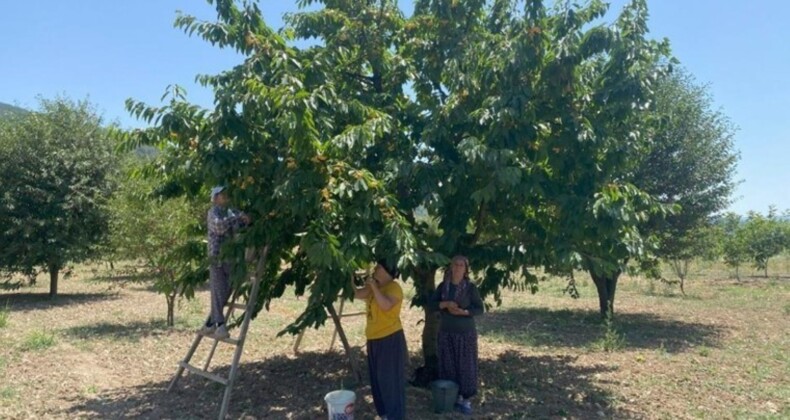 43 yıllık geçim kaynağı! 10 bin dönüm alanda bin 200 ton rekolte: Kalp şeklinde