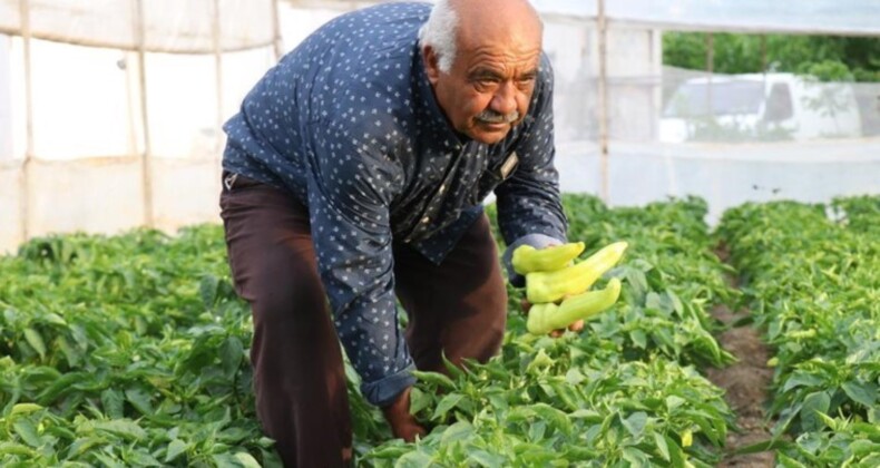 900 dekar alanda üretiliyor: Yaklaşık 3 bin ton rekolte…