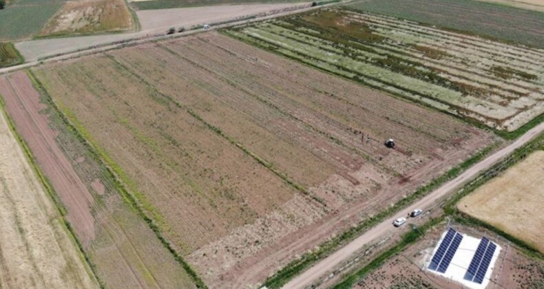 Aksaray’ın tarlalarında yetişiyor, Almanya ve Rusya’da antibiyotik oluyor! Rekolte çok yüksek…