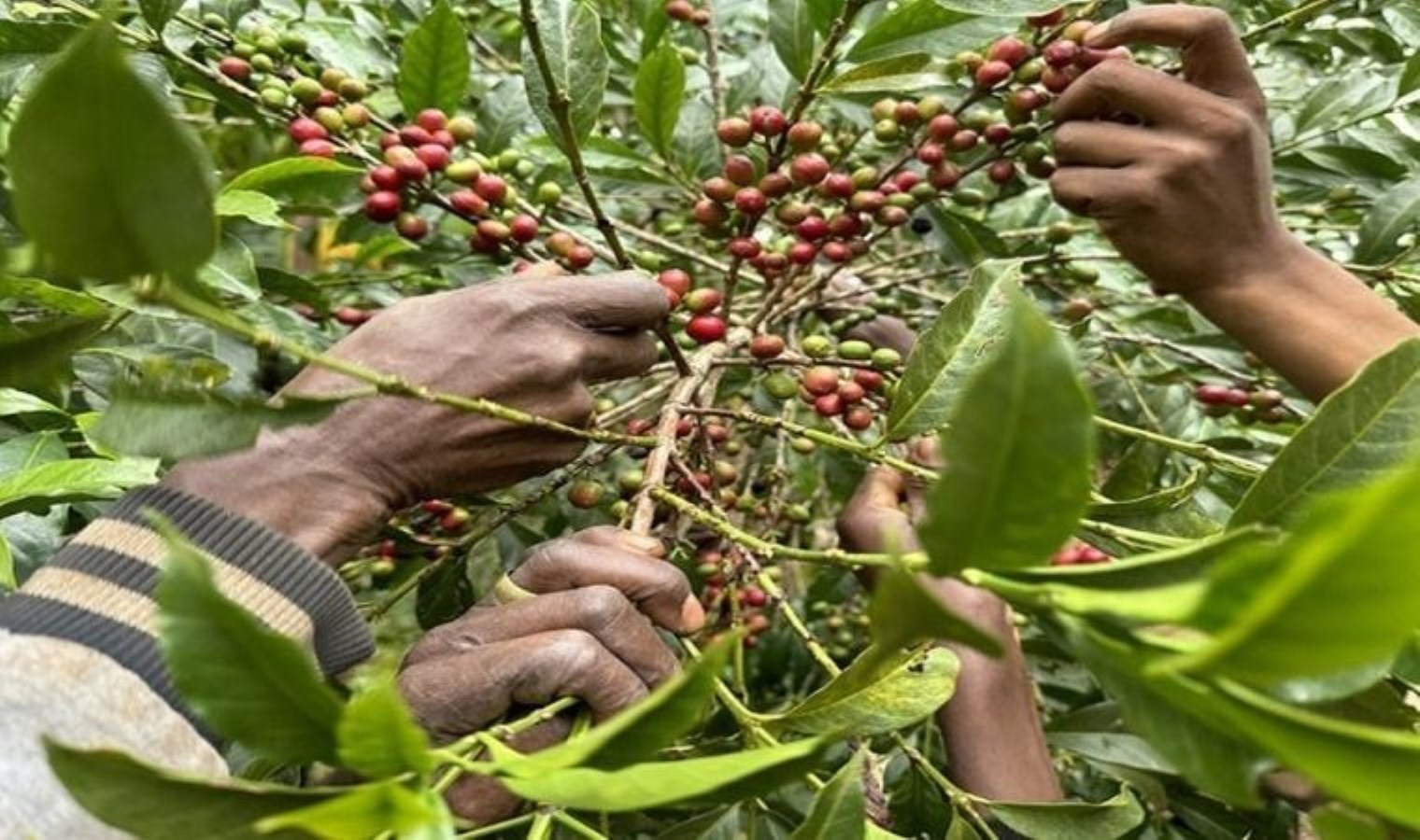 Antalya’da olmaz denileni başardı: İlk hasatı aldı