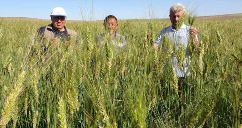 Ata tohumu ile ekim yaptı, boyu insan boyunu geçti! 1 dekardan 1 ton ürün alacak…