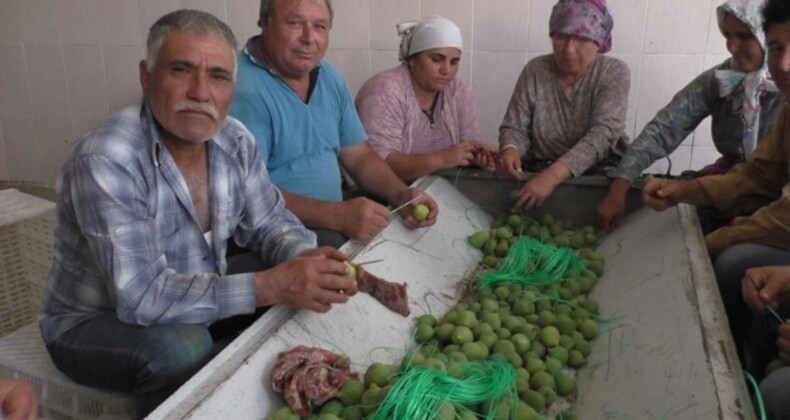 Aydın’dan 120 ülkeye ihraç ediliyor: 300 milyon dolar gelir kazandırıyor