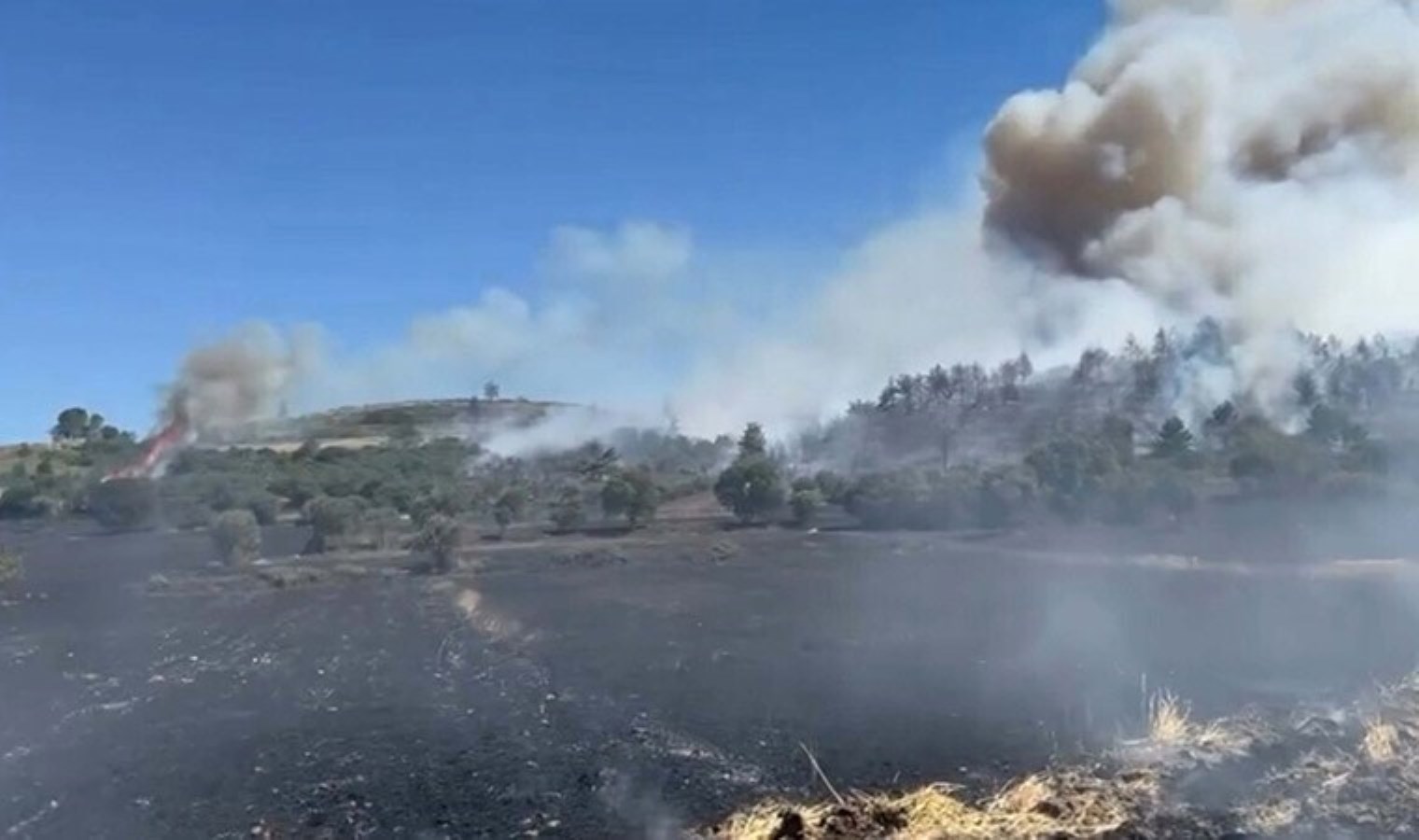Balıkesir’de anız yangını, ağaçlandırma sahasına sıçradı! Havadan ve karadan müdahale sürüyor…