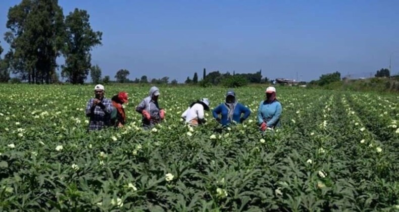 Bamya hasadı başladı: 4400 ton üretilecek: Rekolte fazlalığı bekleniyor