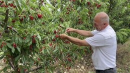 Batı Akdeniz’de yetişiyor: Hasadı 2,5 ay sürüyor! 50 ülkeye ihraç ediliyor…