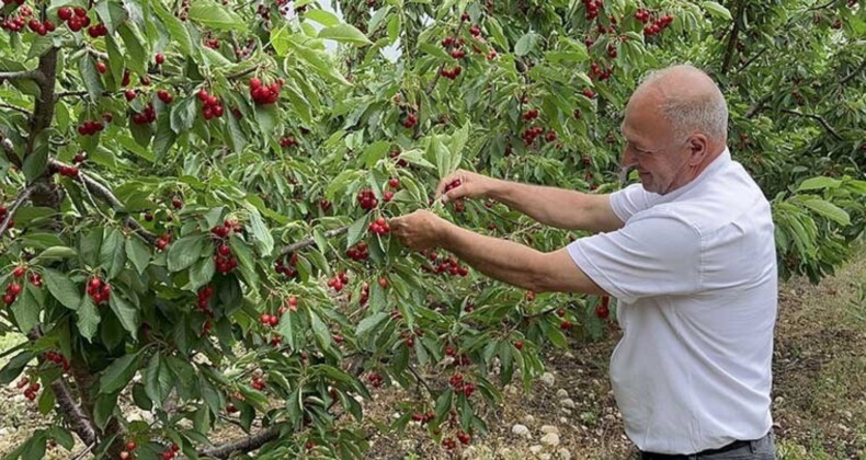 Batı Akdeniz’de yetişiyor: Hasadı 2,5 ay sürüyor! 50 ülkeye ihraç ediliyor…