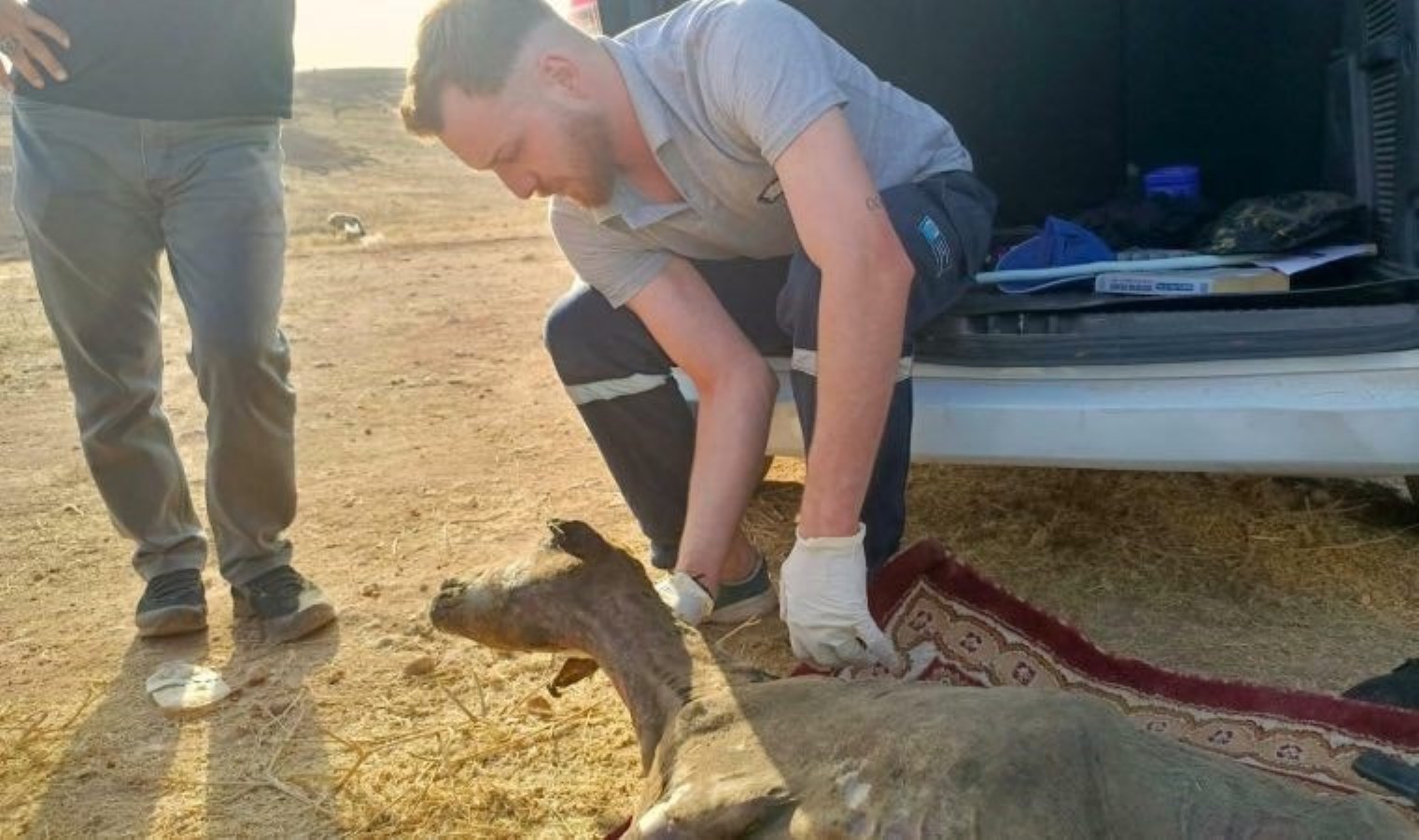 Beşiktaş Belediyesi, yangın bölgesindeki yaralı hayvanlara müdahale ediyor