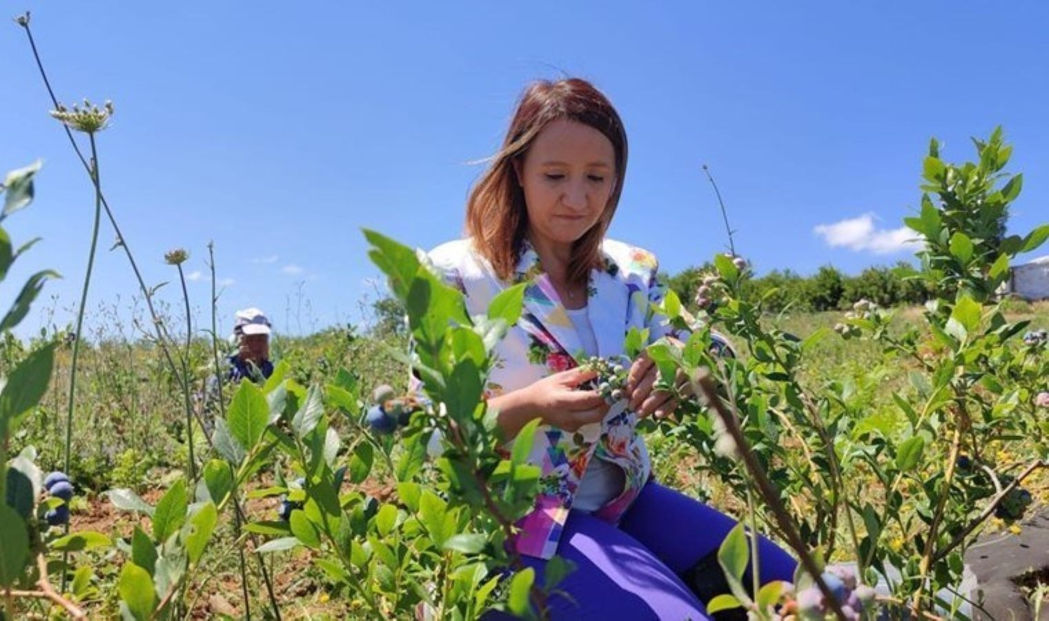 Bilecik’te deneme amaçlı ekildi: Her yıl ortalama 20 ton ürün alınıyor….