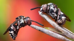 Böcek fotoğrafları yarışmasının kazananı guguklu arılar oldu