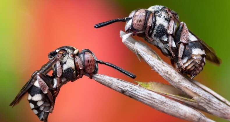 Böcek fotoğrafları yarışmasının kazananı guguklu arılar oldu