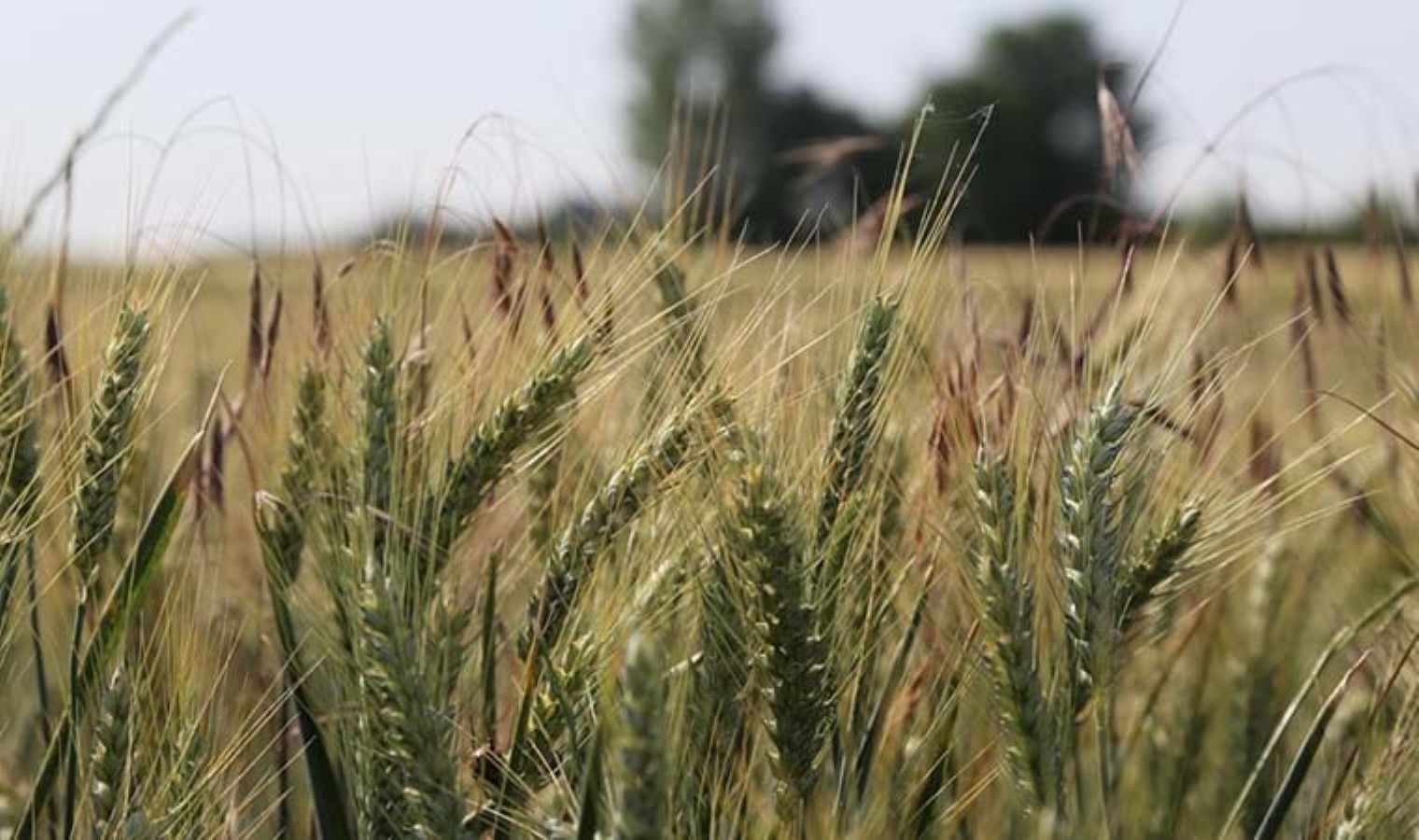 CHP’li Gürer: Hububat üreticilerinin sorunları araştırılsın