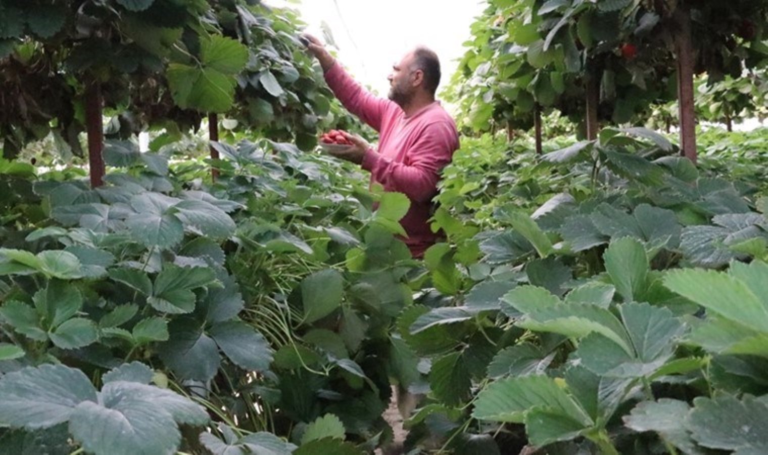Deprem sonrası Gaziantep’ten ayrıldı, Karabük’te bir ilke imza attı! 1 dönümden 3 dönümlük ürün alıyor…