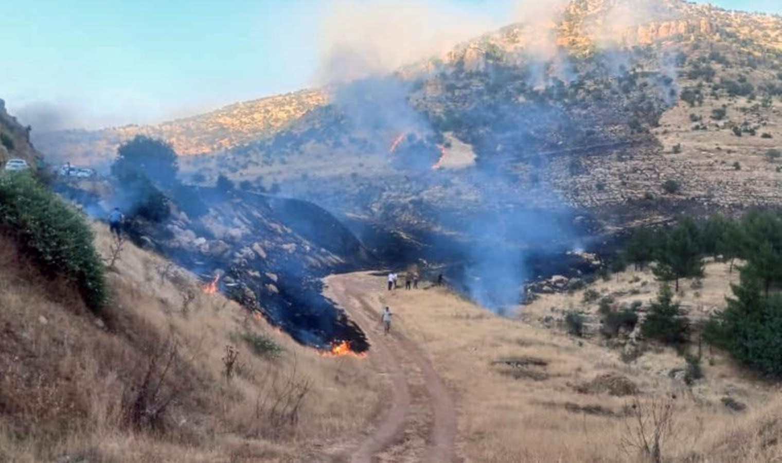 Derik’te 3 ayrı noktada yangın çıktı: 7 hektar orman ve 250 dönüm ekili tarla yandı