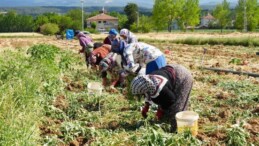 Dünyaca ünlü lezzette hasat başladı: Yüzde 30 verim kaybı bekleniyor…