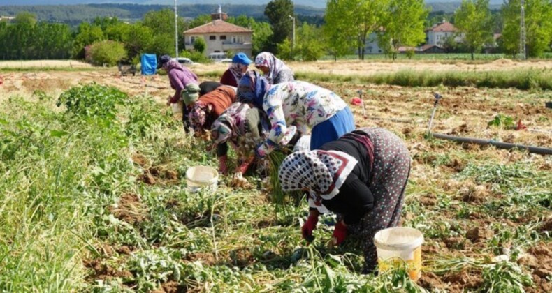 Dünyaca ünlü lezzette hasat başladı: Yüzde 30 verim kaybı bekleniyor…