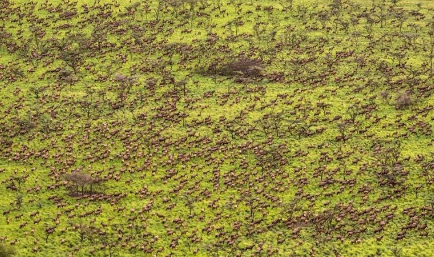 Dünya’nın en büyük memeli göçü başladı… Tam 6 milyon hayvan aynı anda göç ediyor