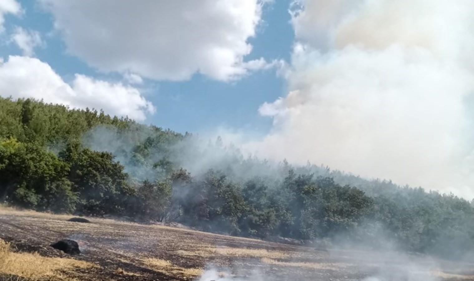 Edirne’de orman yangını!