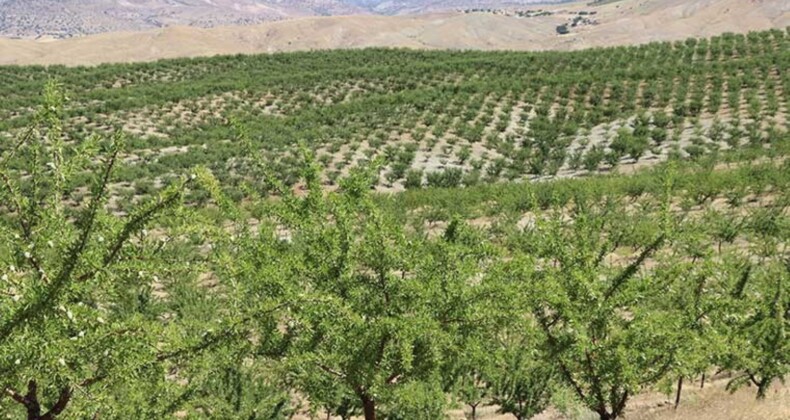 Elazığ’da sabırlı bekleyiş sona eriyor: 5 yılda 200 bin fidan toprakla buluştu! İlk kez hasat edilecekler