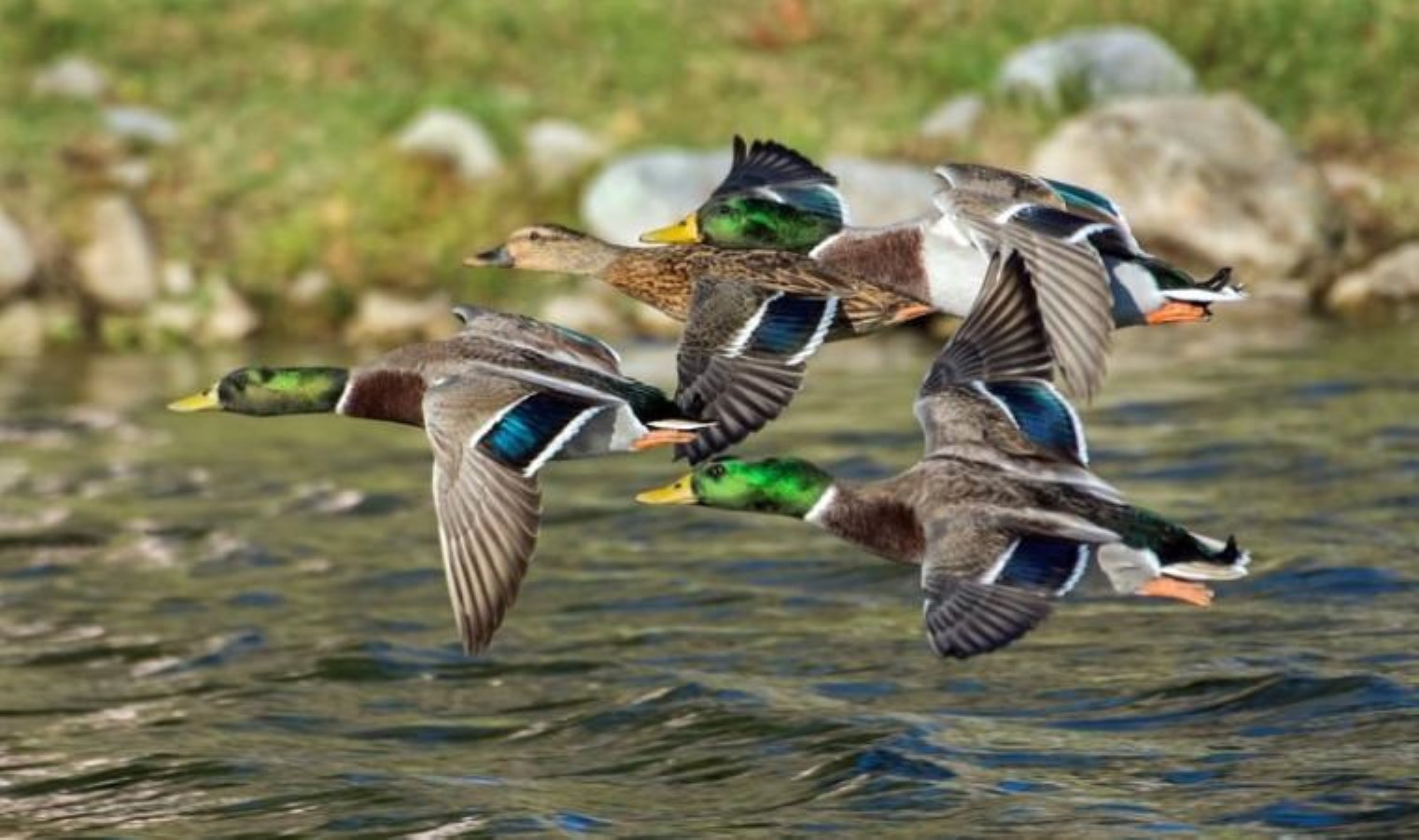 Eski Salgın Kontrol Merkezi müdüründen kuş gribi açıklaması