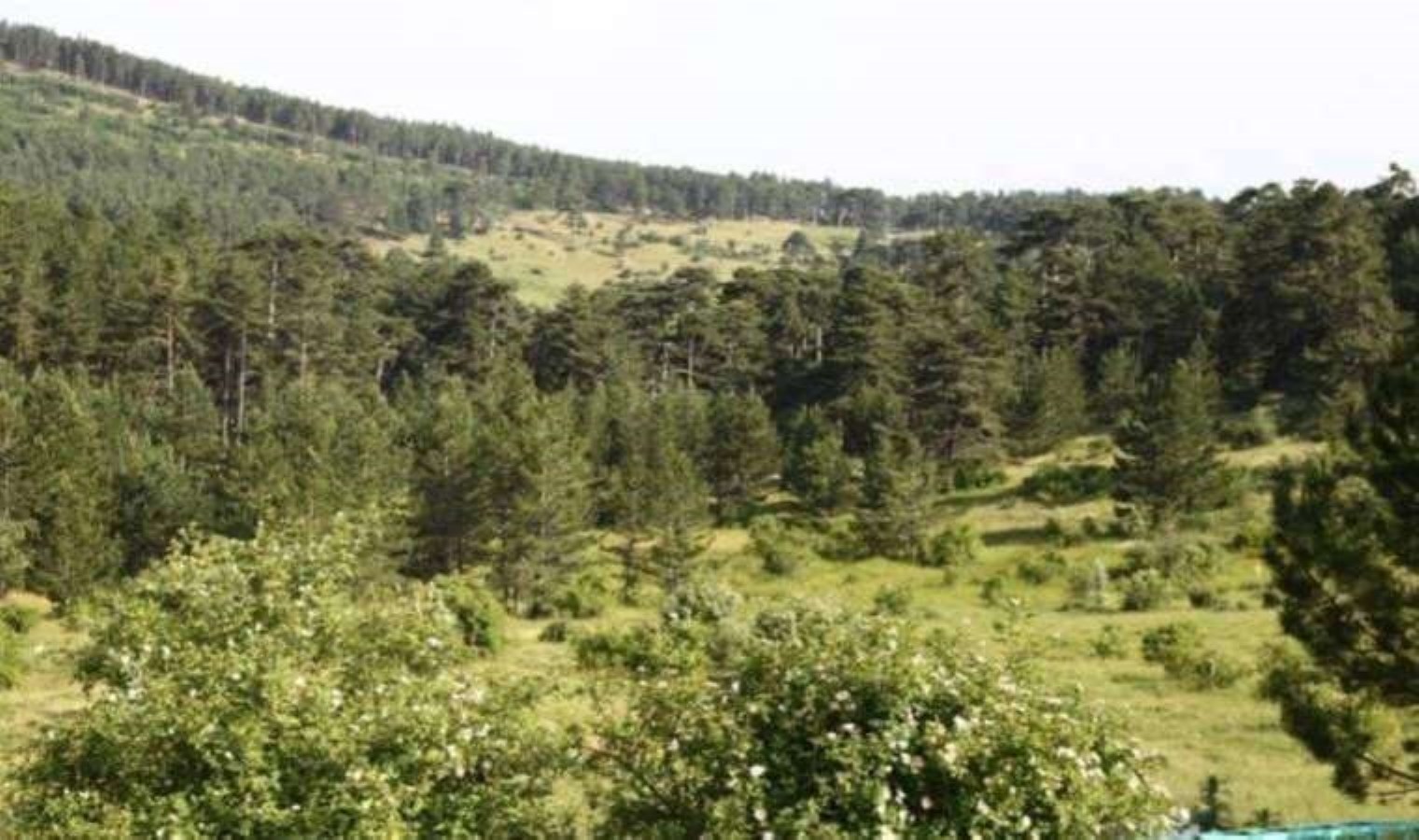 Eskişehir’de ormanlık alanlara girişler yasaklandı