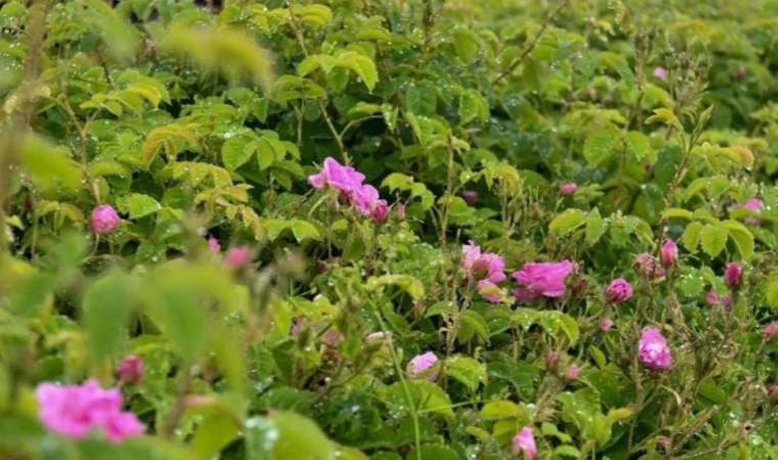 Hasat sona erdi: boyunca yaklaşık 12 bin ton gül elde edildi! Dünya gül yağı üretiminin yüzde 65’i burada gerçekleşiyor…