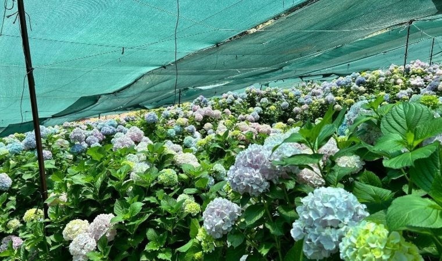 Hatay’da rengarenk hasat: 5 dönümlük arazide ekildi