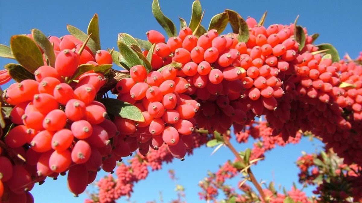 Her gün 1 avuç yiyin, vücuda antikor ürettirin…