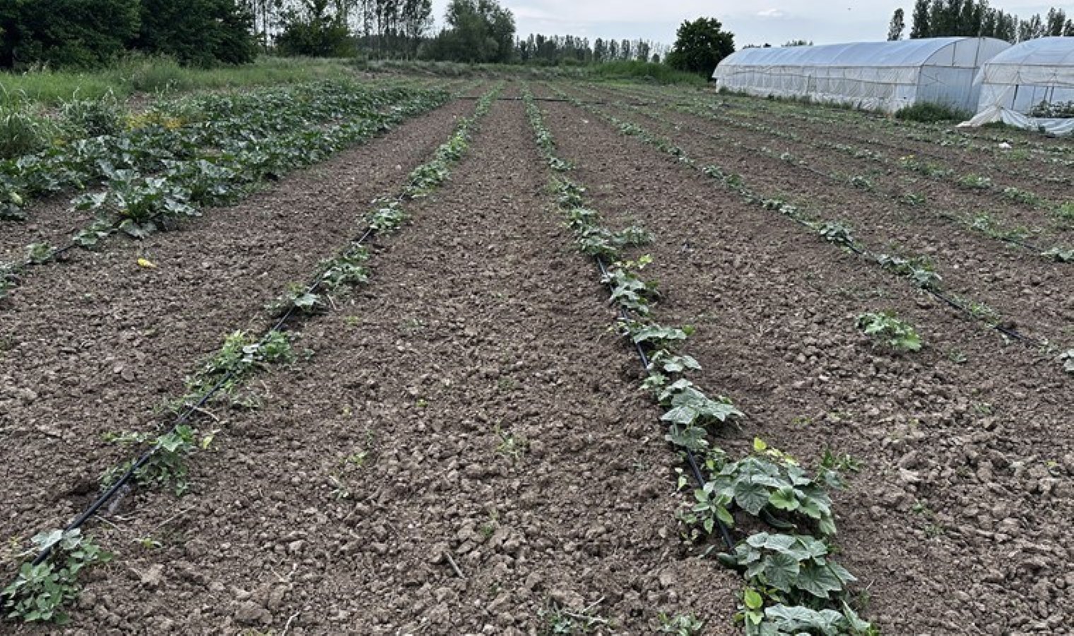 Iğdır’da üretiliyor, bu sezon 5 bin ton verim bekleniyor